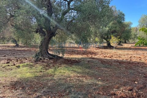 Helårsgrund i Carovigno, Brindisi, Carovigno - € 68.000 | Ref: 122778 - foto 13